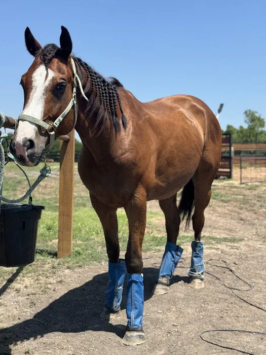 Weems & Stephens Equine Hospital Picture 5