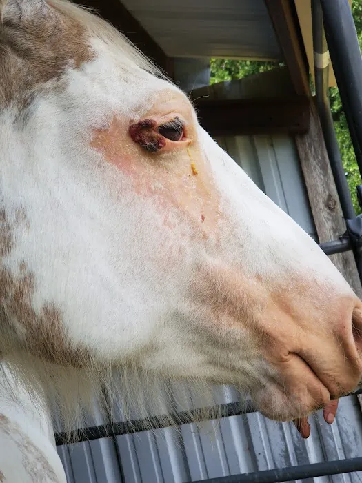 Weems & Stephens Equine Hospital Picture 8