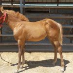 Equine Embryo Transfer Facility