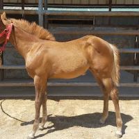 Equine Embryo Transfer Facility ico