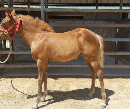 Equine Embryo Transfer Facility