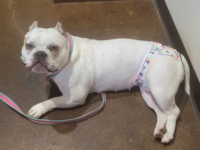 North Texas Veterinary Hospital Picture 2