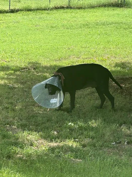 North Texas Veterinary Hospital Picture 5