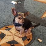 North Texas Veterinary Hospital