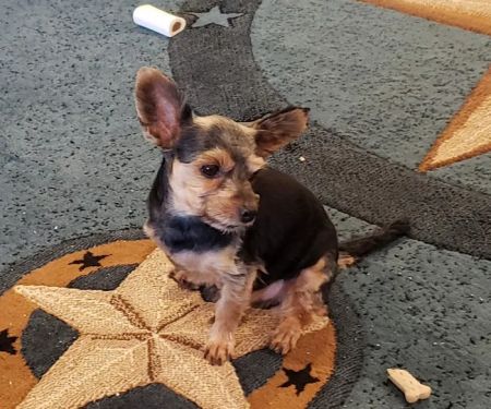 North Texas Veterinary Hospital
