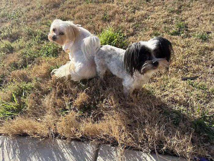 North Texas Veterinary Hospital Picture 6