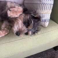 I-20 Animal Hospital ico