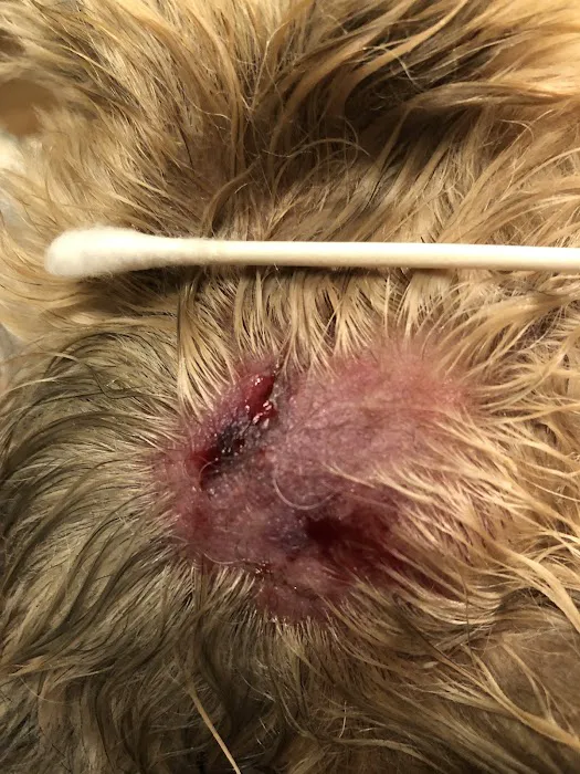 I-20 Animal Hospital Picture 4