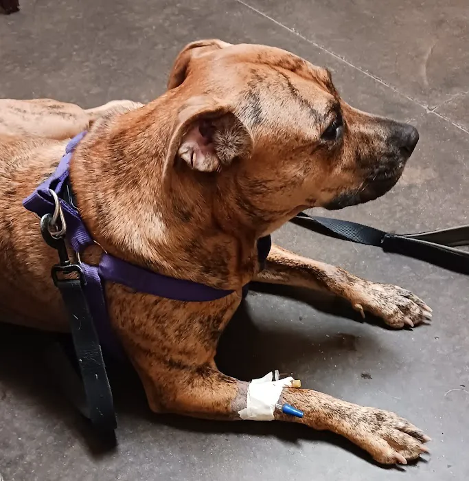 I-20 Animal Hospital Picture 10