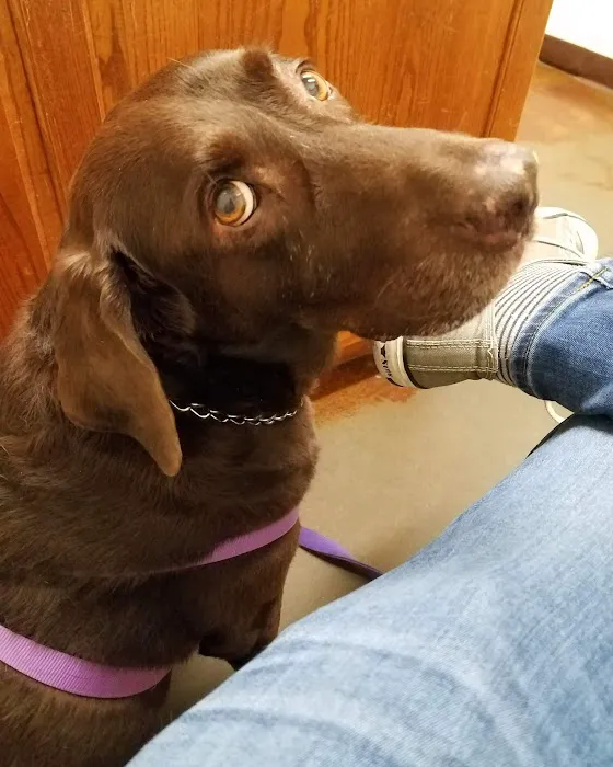 VCA Aledo Animal Hospital Picture 4