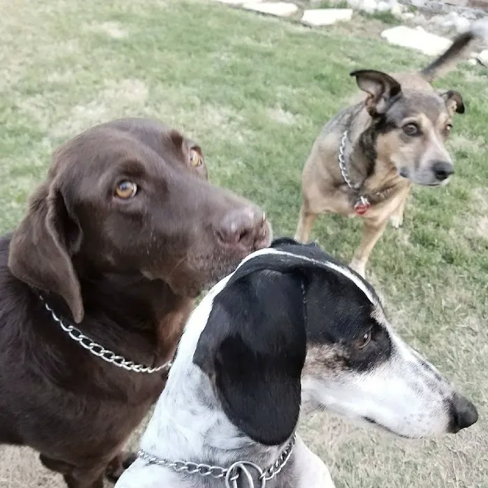 VCA Aledo Animal Hospital Picture 7