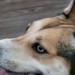 Vista Animal Hospital and Rehab