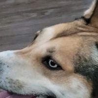 Vista Animal Hospital and Rehab ico