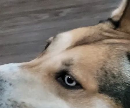 Vista Animal Hospital and Rehab