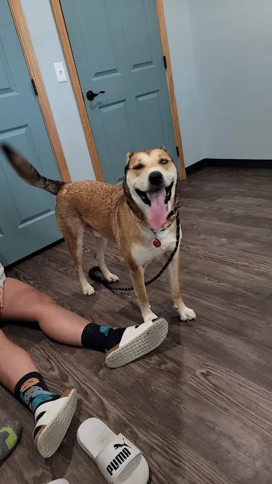 Vista Animal Hospital and Rehab Picture 4