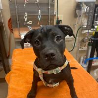 Grote Veterinary Clinic ico