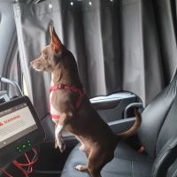 Banfield Pet Hospital ico