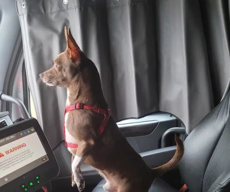 Banfield Pet Hospital