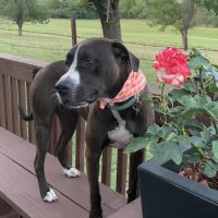 Bowie Drive Animal Hospital ico