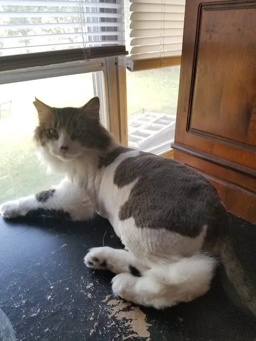 Bowie Drive Animal Hospital Picture 2