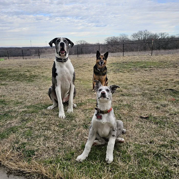 Bowie Drive Animal Hospital Picture 4