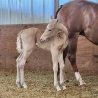 4S Equine Clinic ico