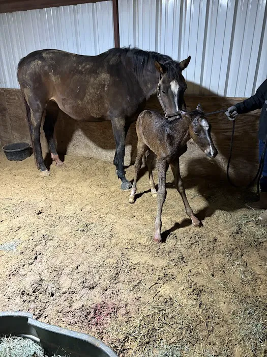 4S Equine Clinic Picture 2