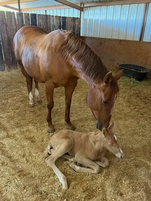 4S Equine Clinic Picture 3