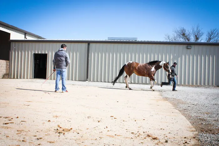 Outlaw Equine Hospital and Rehab Center Picture 2