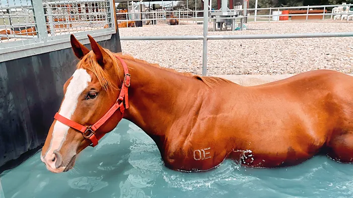 Outlaw Equine Hospital and Rehab Center Picture 10