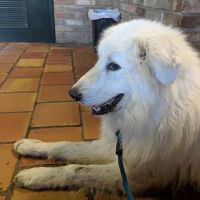 Decatur Veterinary Clinic ico