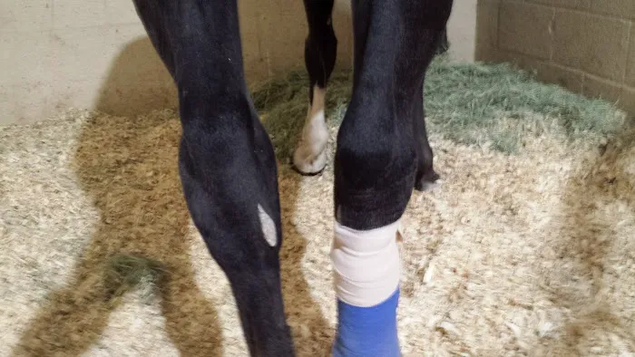 Weatherford Equine Medical Center P.C. Picture 2
