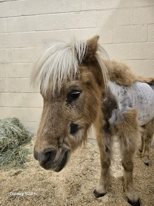 Weatherford Equine Medical Center P.C. Picture 6