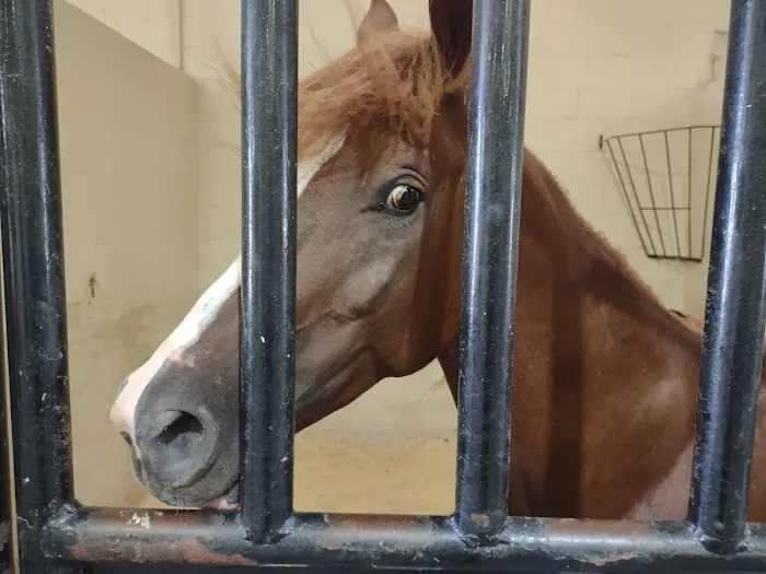 Weatherford Equine Medical Center P.C. Picture 3