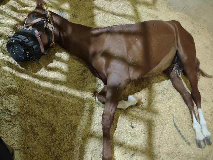 Weatherford Equine Medical Center P.C. Picture 10
