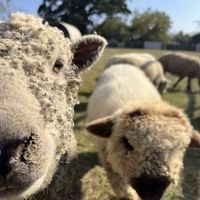 Weatherford Animal Clinic ico