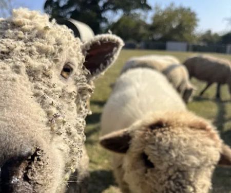 Weatherford Animal Clinic