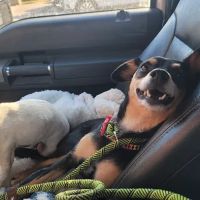 Bridgeport Animal Hospital PLLC ico