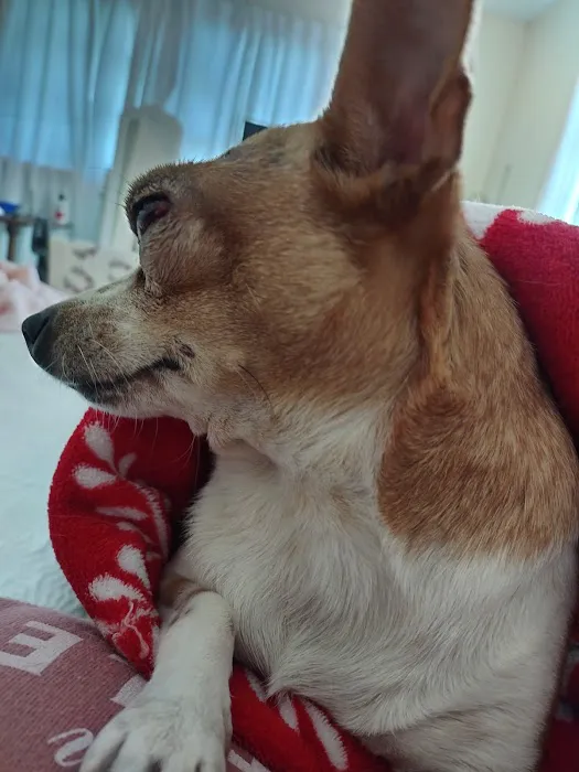 Bridgeport Animal Hospital PLLC Picture 8
