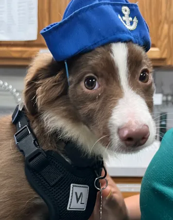 Allen Family Vet Picture 10