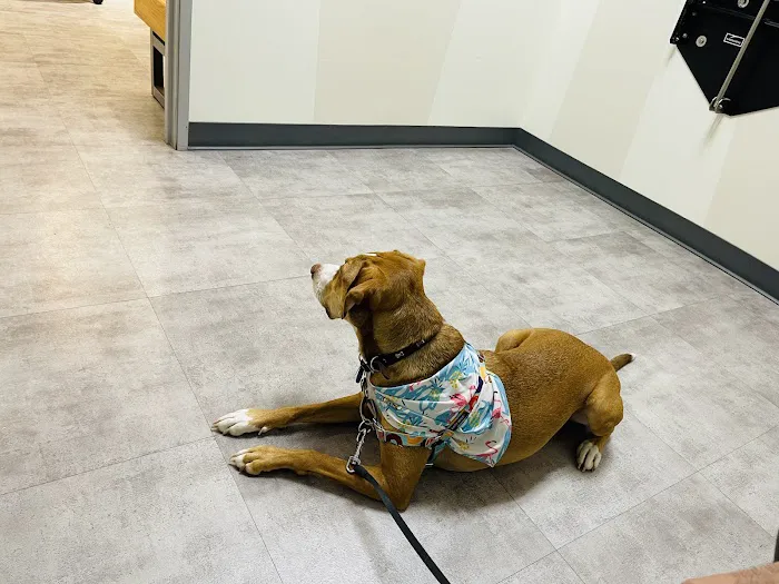 Vetco Total Care Animal Hospital Picture 4