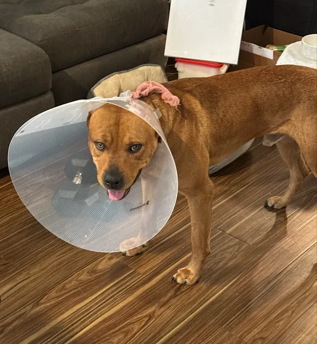 Allen Veterinary Hospital Picture 5