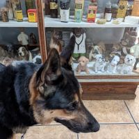 Allen Veterinary Hospital ico