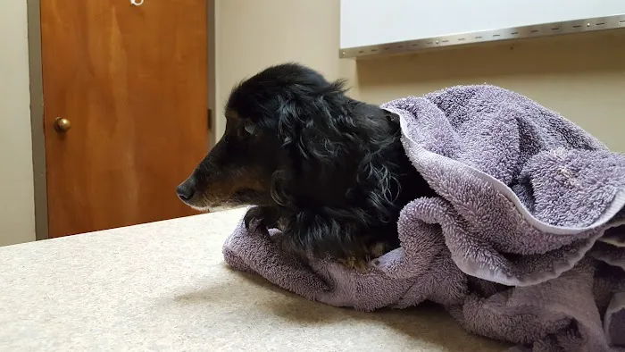 Allen Veterinary Hospital Picture 10