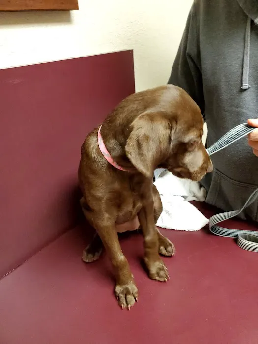 Allen Animal Clinic Picture 3