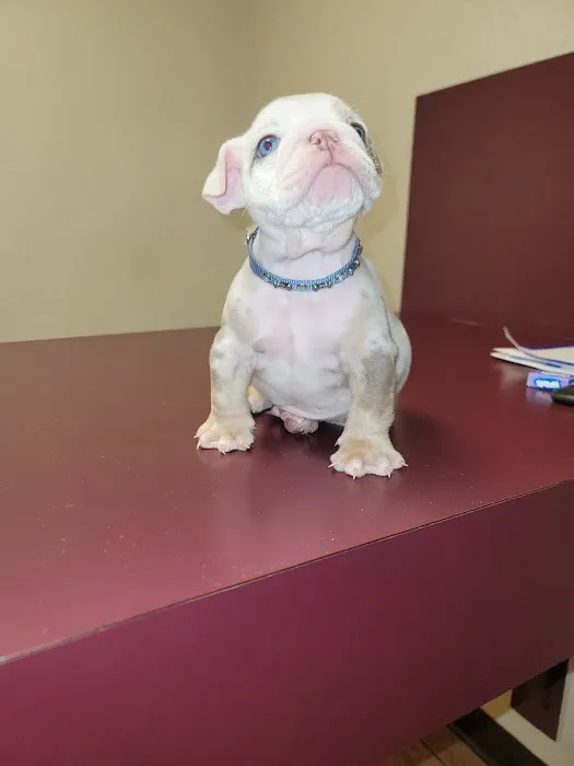 Allen Animal Clinic Picture 4