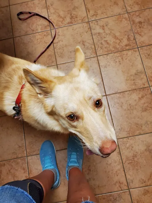 Allen Animal Clinic Picture 8
