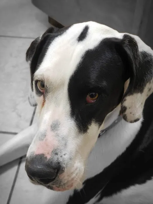 Acton Animal Hospital Picture 2