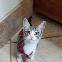 Acton Animal Hospital ico
