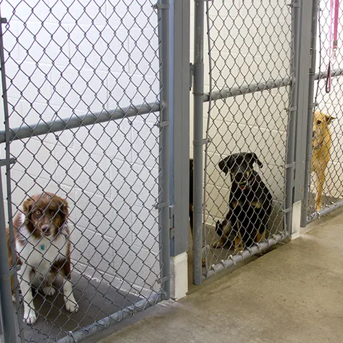 Acton Animal Hospital Picture 4